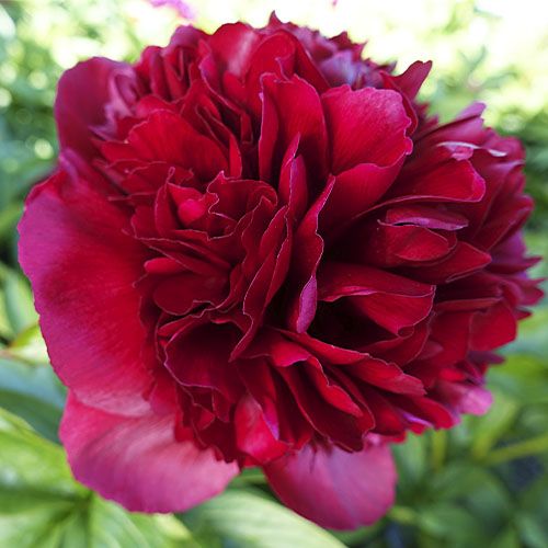 Peony Red Grace (Full double) - order online directly from Holland