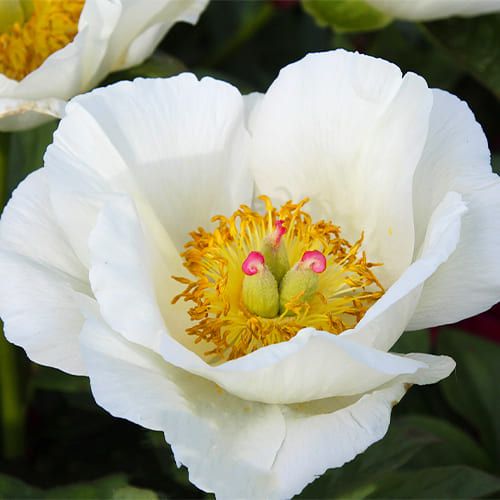 Peony Rossweisse (Herbaceous)