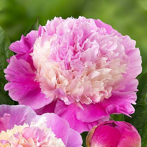 Peony Shes My Star (Herbaceous) - bestil online direkte fra Holland
