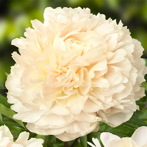 Peony Summer Glow (Herbaceous) - order online directly from Holland