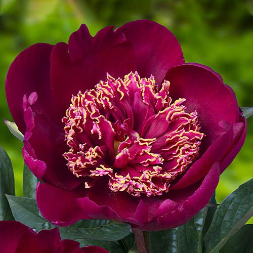 Peony Sword Dance (Herbaceus) - order online directly from Holland