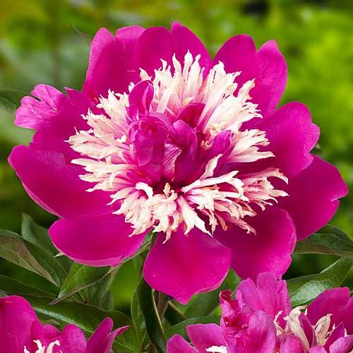 Peony Top Hat (Herbaceous) - order online directly from Holland