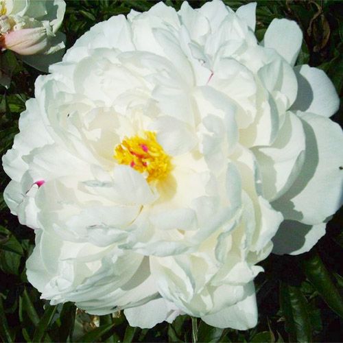 Peony Vogue (Herbaceous) - order online directly from Holland