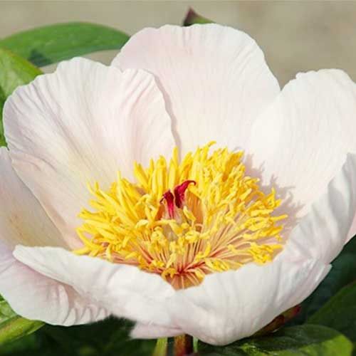 Peony Winterthur (Herbaceous) - order online directly from Holland