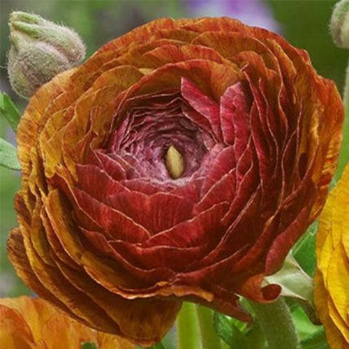 Ranunculus Aviv Picotee Cafe - order online directly from Holland