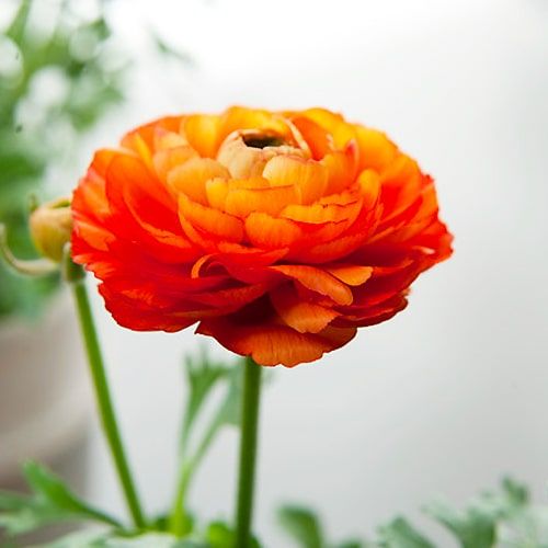 Ranunculus Aviv Picotee Orange - order online directly from Holland