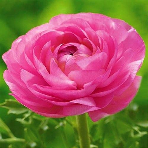 Ranunculus Aviv Pink