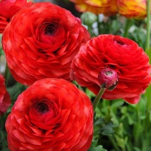 Ranunculus Aviv Red - beställ online direkt från Holland