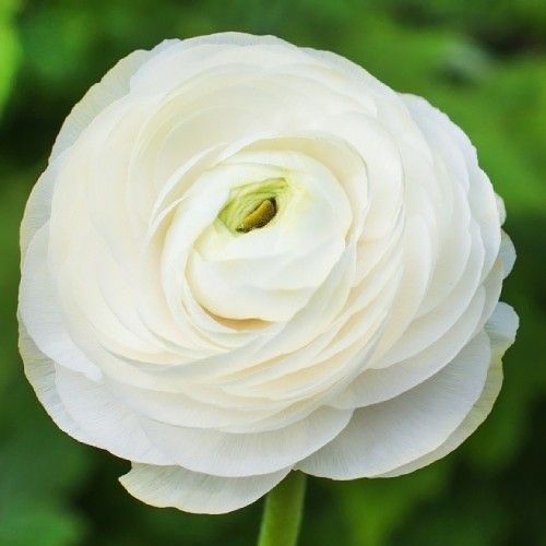 Ranunculus Aviv White
