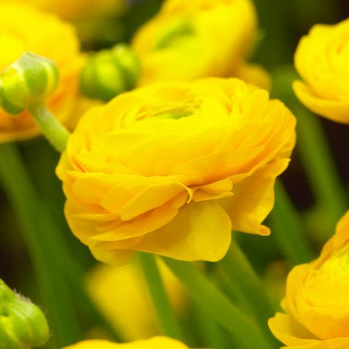 Ranunculus Aviv Yellow - bestil online direkte fra Holland