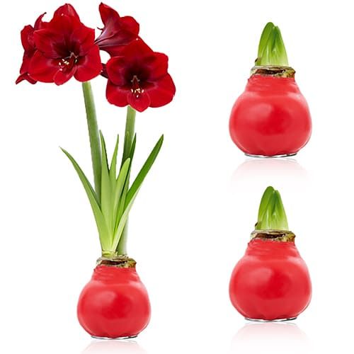 Red Wax (2 Pieces) Amaryllis Bulb in Wax Collection