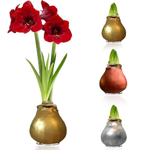 Silver + Gold + Bronze Wax Amaryllis Bulb in Wax Collection