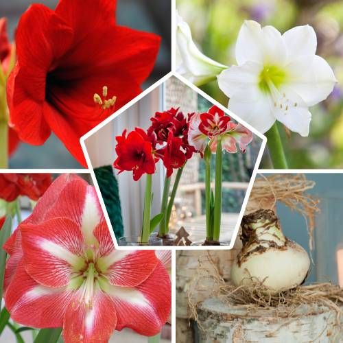 Amaryllis (Hippeastrum) Single Collection - order online directly from Holland