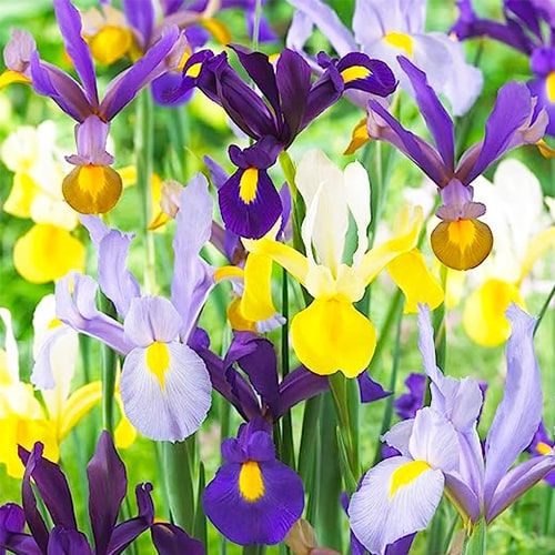 Iris hollandica Beauty Super Mengsel - direct online bestellen vanuit Nederland