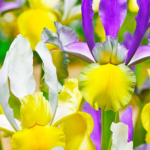 Iris hollandica Mysterious Rainbow Mengselture - direct online bestellen vanuit Nederland