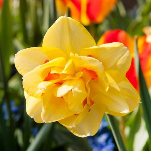 Narcissus (Daffodil) Tahiti - order online directly from Holland