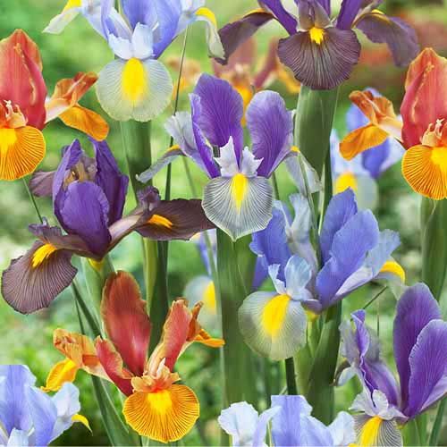 Iris Hollandica Tiger Collection - order online directly from Holland