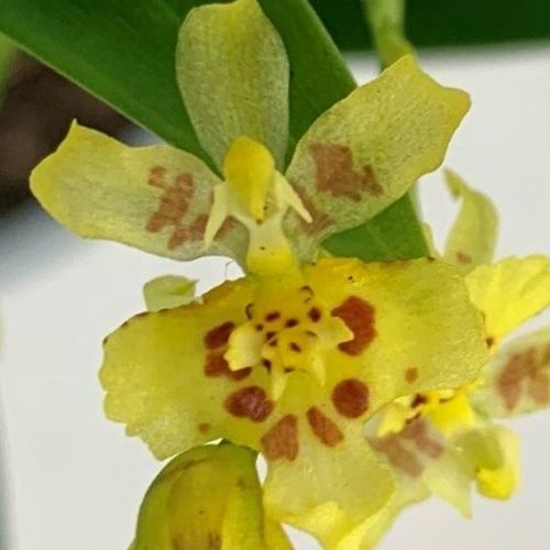 Oncidium (Orchid) Misaki White