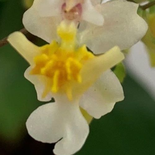 Oncidium (Orchid) Twinkle Yellow