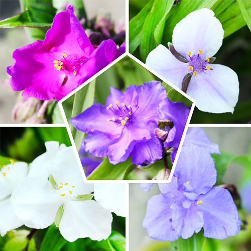 Tradescantia Winterhardy Collection - order online directly from Holland