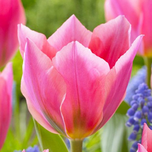 Tulip Albert Heijn - pedido en línea directamente a Holanda