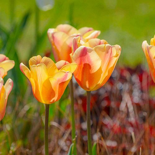 Tulip Apricot Foxx - order online directly from Holland
