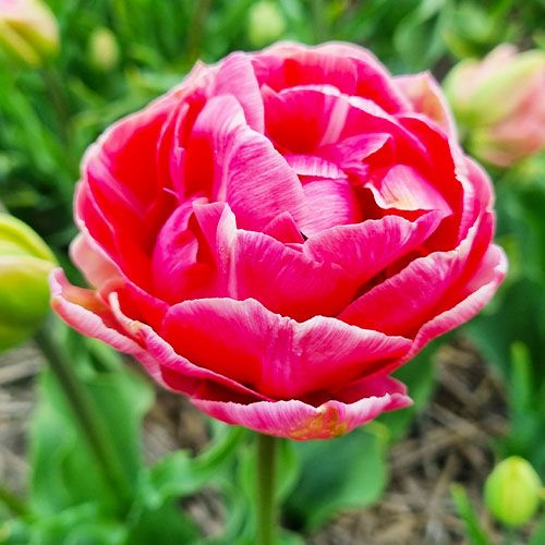 Tulip Aveyron - ordinare online direttamente dall'Olanda