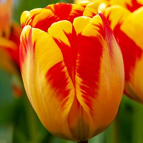 Tulip Banja Luka - ordinare online direttamente dall'Olanda