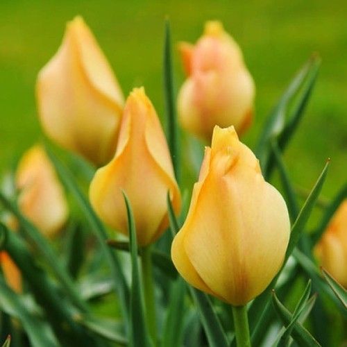Tulip Batalini Bright Gem - order online directly from Holland