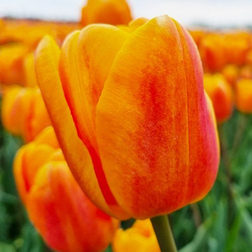 Tulip Bellville - ordinare online direttamente dall'Olanda