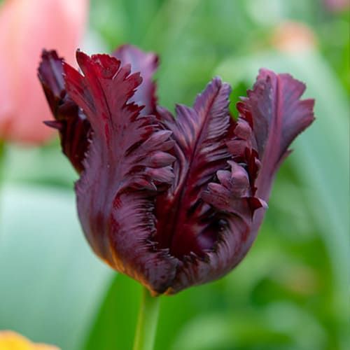 Tulip Black Parrot - encomendar online diretamente da Holanda