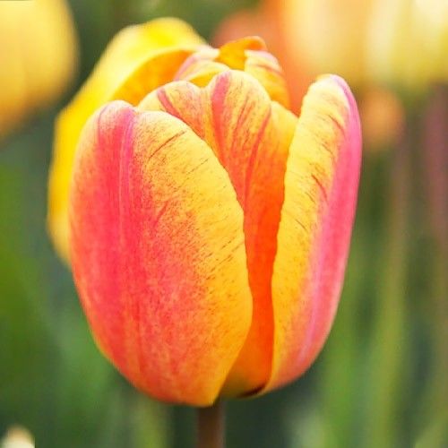 Tulip Blushing Apeldoorn - order online directly from Holland