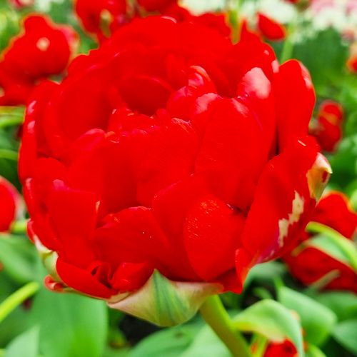 Tulipe Bombastic Red - commander en ligne directement depuis la Hollande