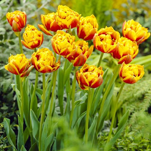 Tulip Bonanza - ordinare online direttamente dall'Olanda