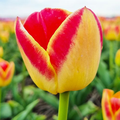 Tulip Candy Corner - ordinare online direttamente dall'Olanda