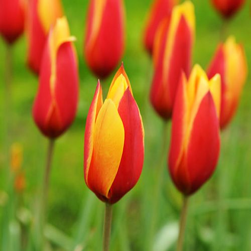 Tulip Clusiana var. Chrysantha - order online directly from Holland