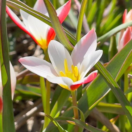 Tulip Clusiana Var. Stellata - order online directly from Holland