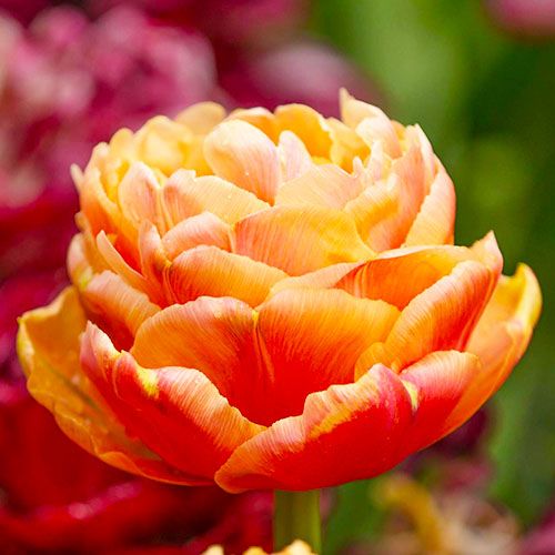 Tulip Copper Image - zamów online bezpośrednio z Holandii