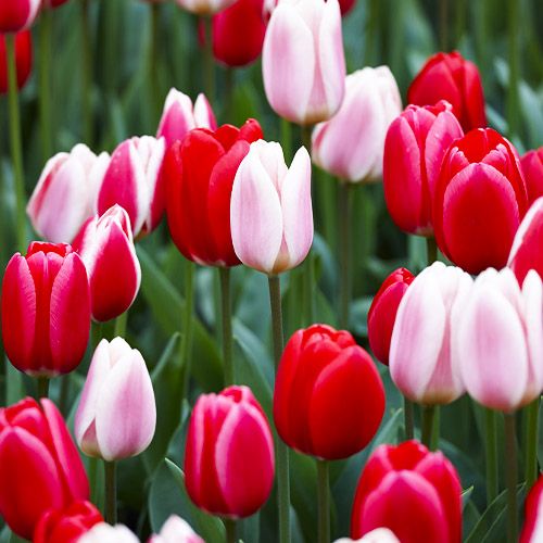 Tulip Darwin Delight Collection - order online directly from Holland