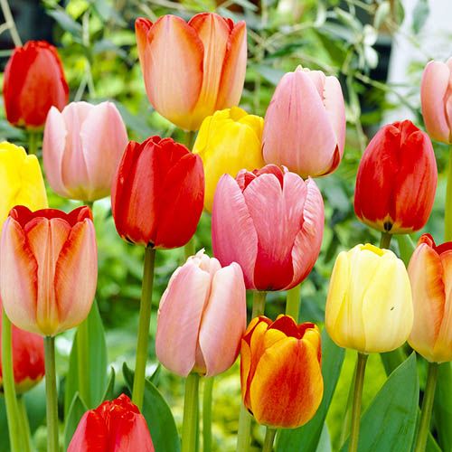 Tulip Darwin Collection - ordinare online direttamente dall'Olanda