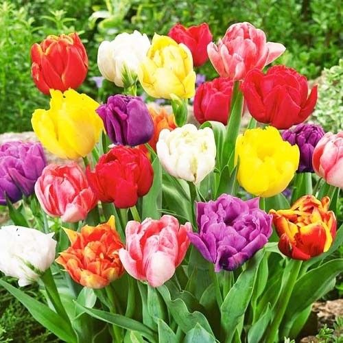 Tulip Double Flowering Collection - ordinare online direttamente dall'Olanda