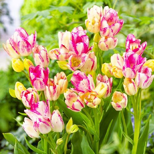 Tulip Dream Club - order online directly from Holland