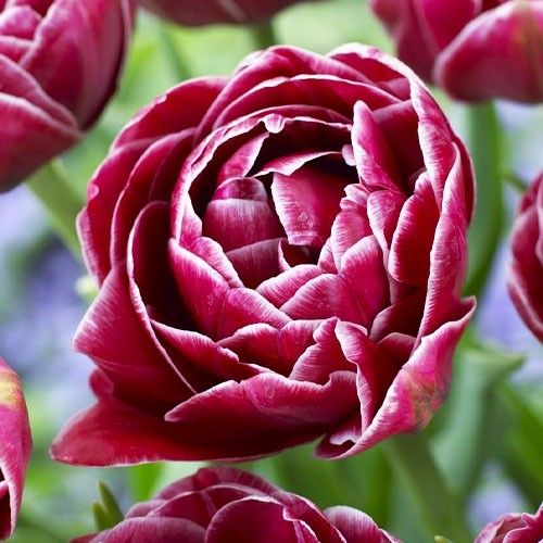 Tulip Dream Touch - order online directly from Holland