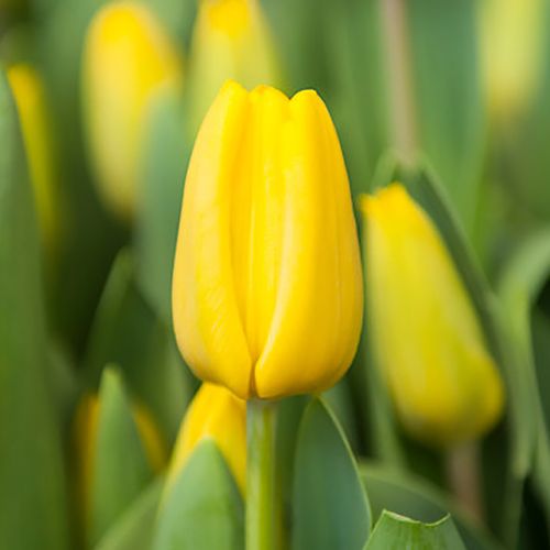 Tulip El Dorado