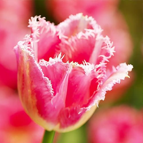 Tulip Fancy Frills - commander en ligne directement depuis la Hollande