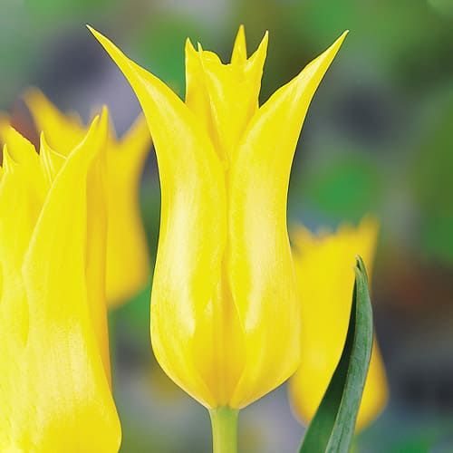Tulip Flashback - order online directly from Holland