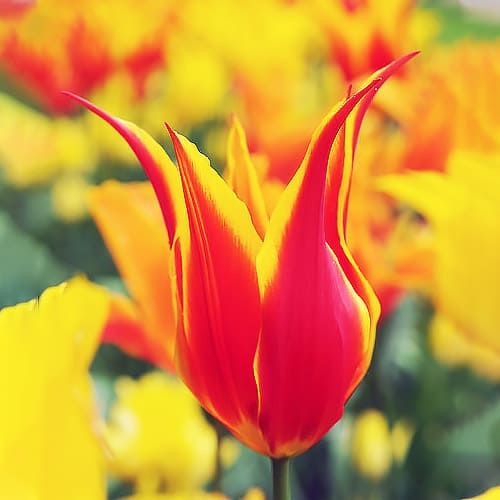 Tulip Fly Away - order online directly from Holland