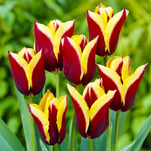 Tulip Gavota - bestil online direkte fra Holland
