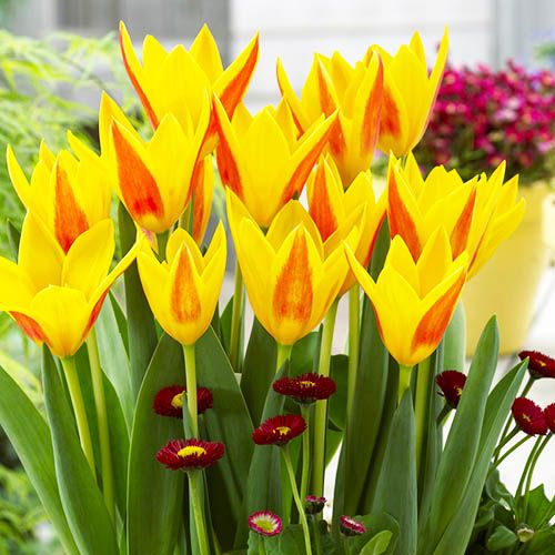 Tulip Giuseppe Verdi - order online directly from Holland