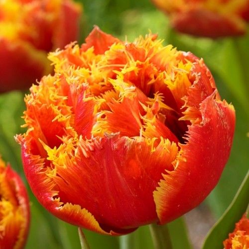 Tulip Gold Dust - bestil online direkte fra Holland
